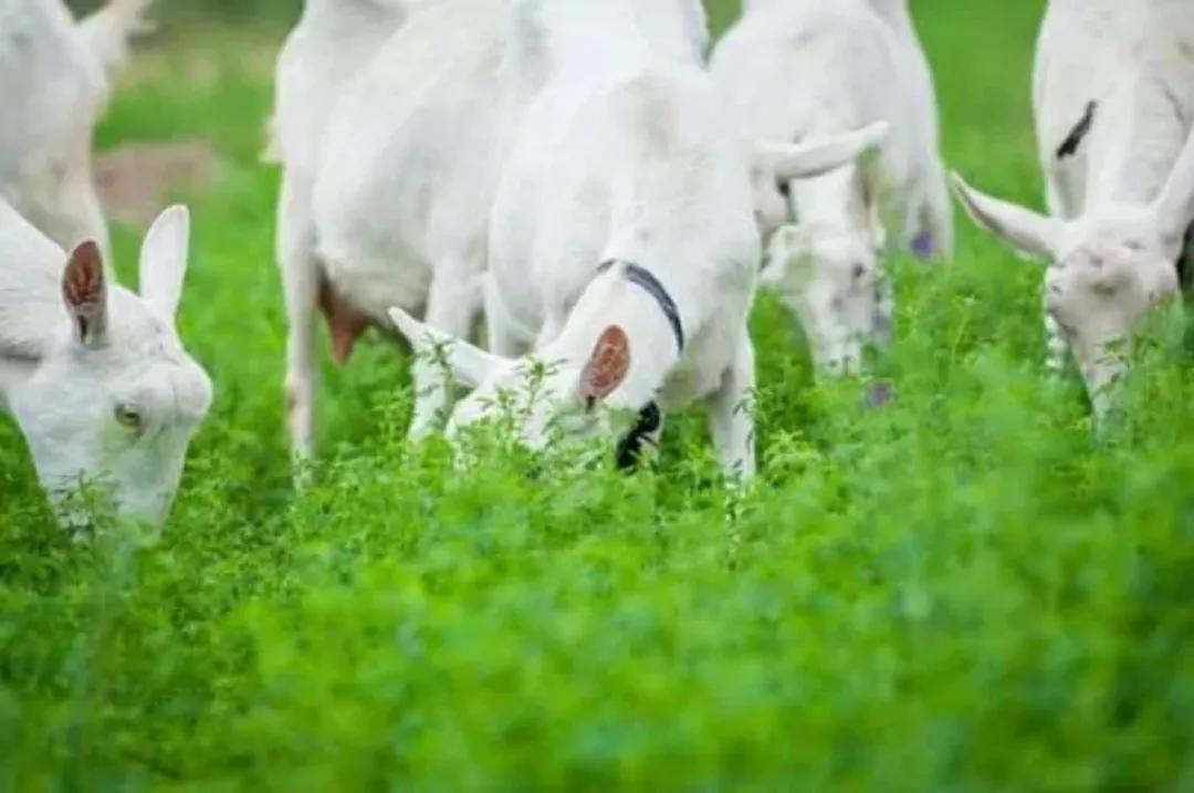 婴幼儿配方羊奶粉利弊,3岁以上儿童配方羊奶粉哪个好