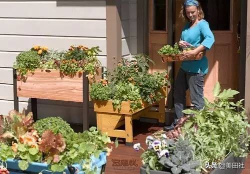 怎样在纸上种菜,纸上种菜的技术很简单