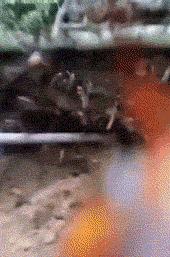 遛狗搞笑图片把主人鞋都追掉,遛狗被猫砸中