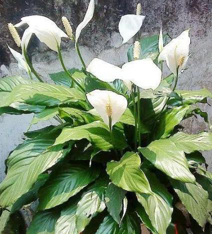 容易养的室内盆栽花教程,盆栽室内懒人花好养招财净化空气