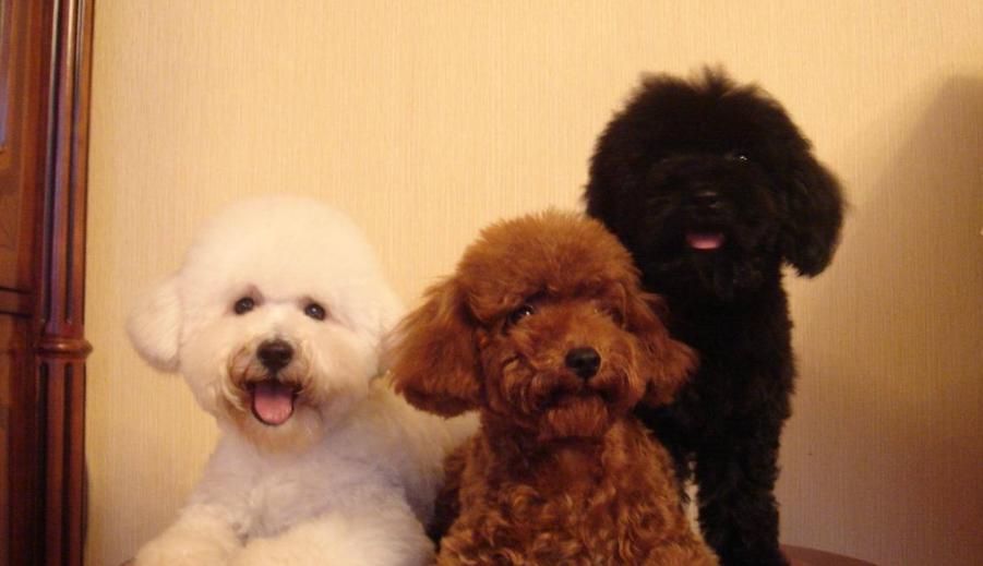 泰迪和贵宾犬有什么区别,贵宾犬和泰迪有什么区别