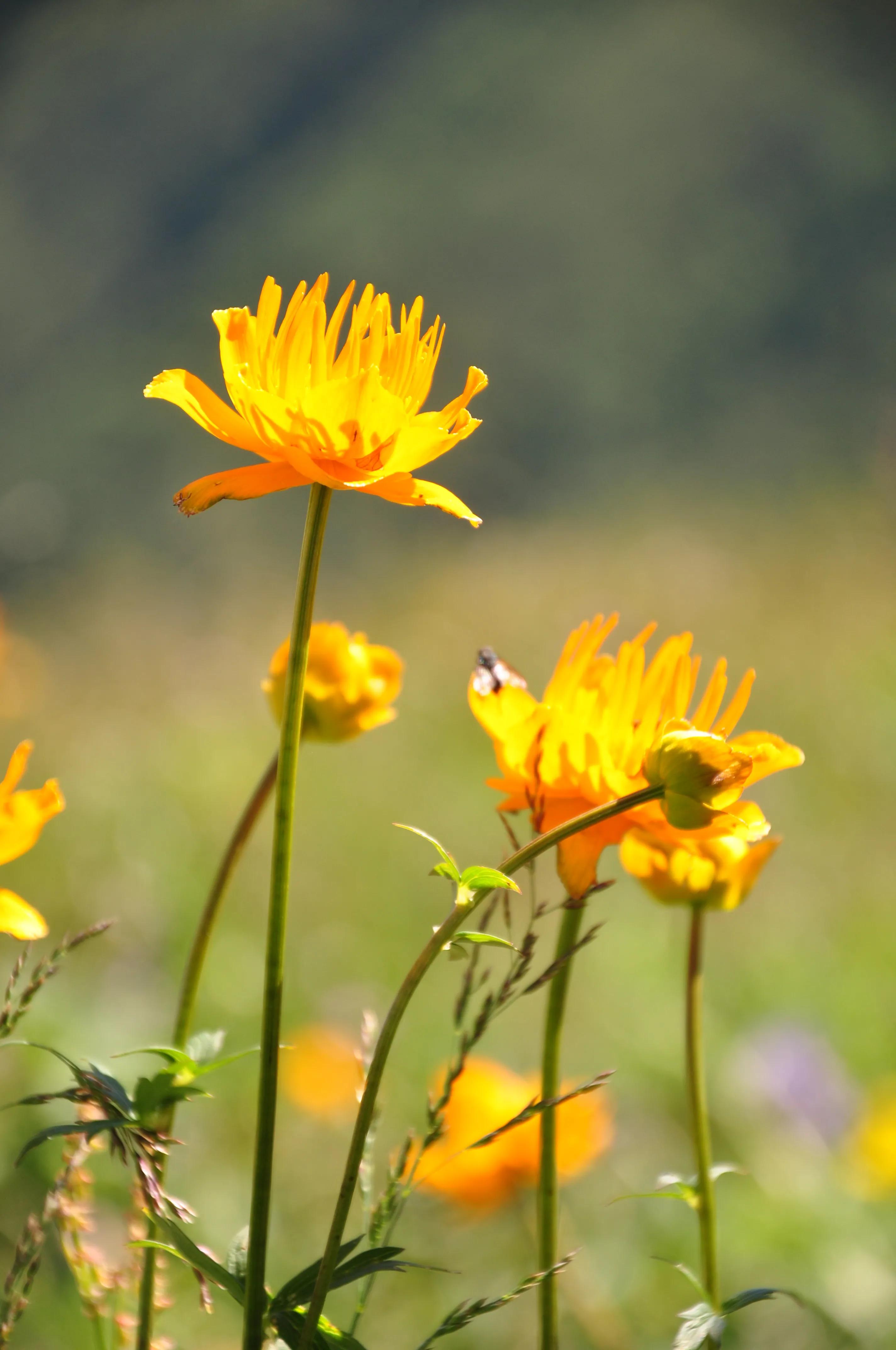 河北最高的小五台山晴空万里,河北的最高山峰小五台山海拔多少