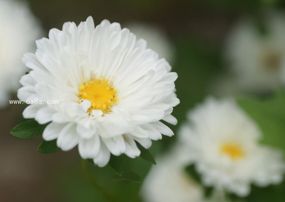 每天喝一杯杭白菊茶,杭白菊茶降血压