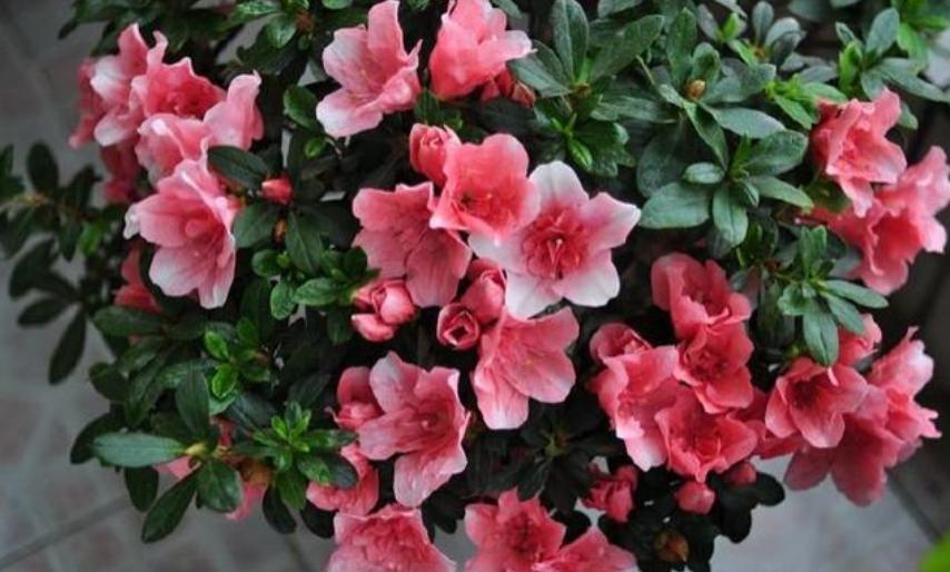 小橘子皮养花是怎么养的,橘子皮养花枝繁叶茂