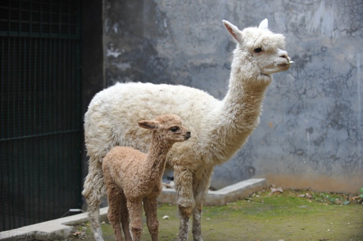五一自驾游推荐景点武汉,武汉适合周末出游的地方