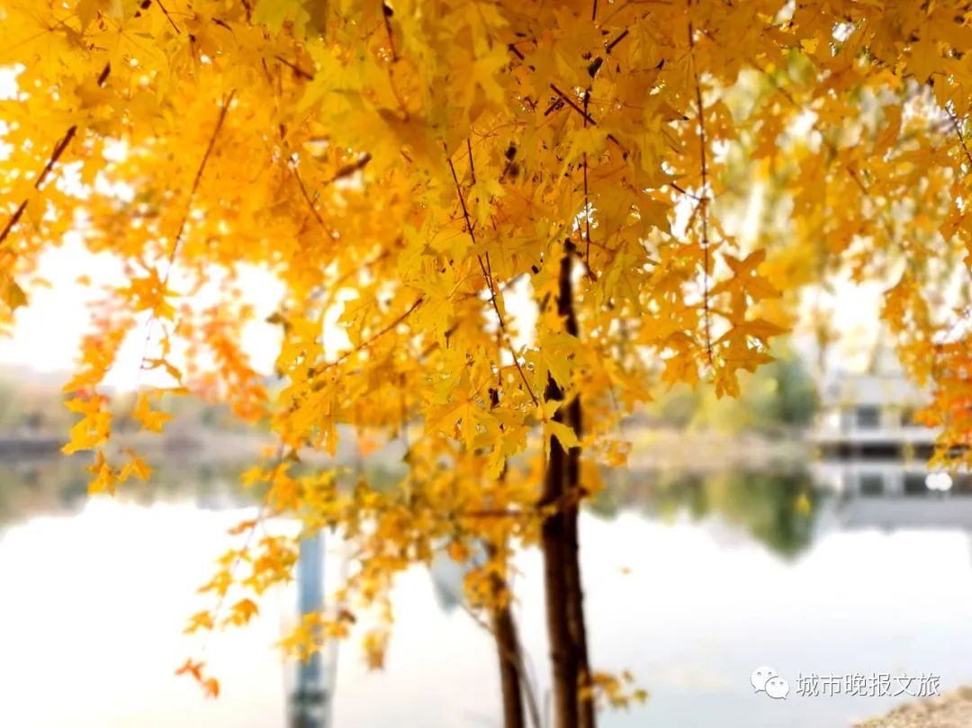 城晚拍拍丨秋色如画