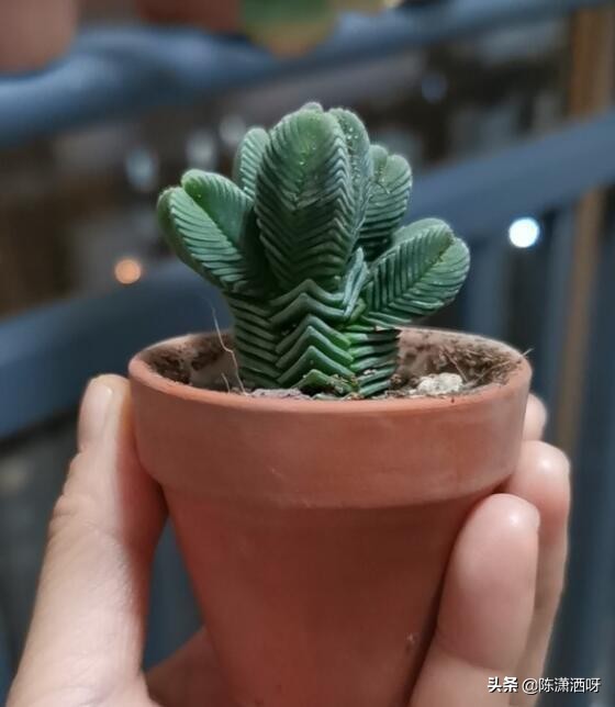 常见花卉花盆图片大全,各种花盆的优缺点图片介绍