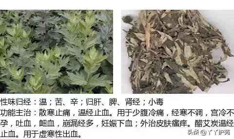 农村身边的中草药主治与功效,中草药全图谱与功效