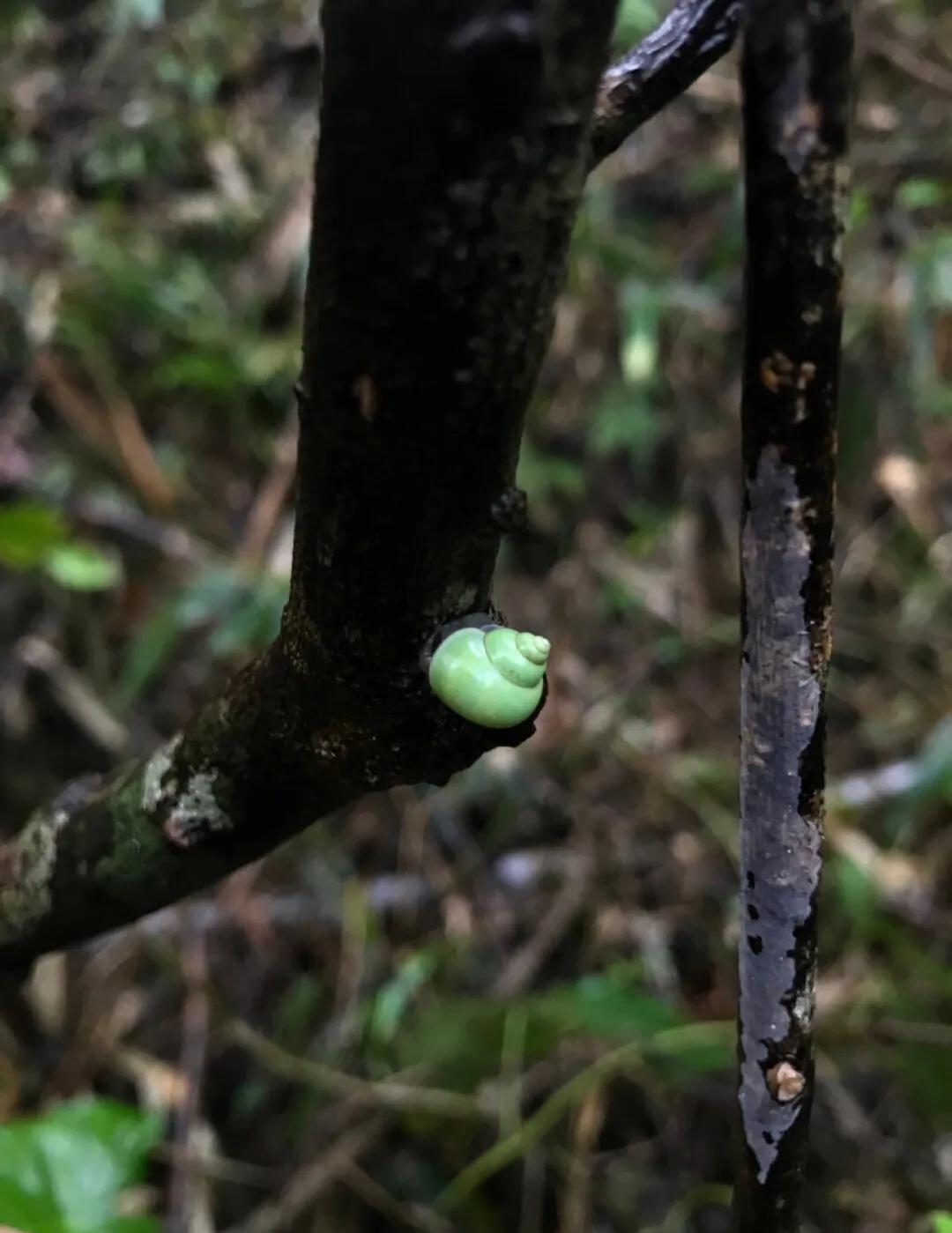 青山蜗牛：超可爱！我见青山多妩媚，料青山见我应如是。