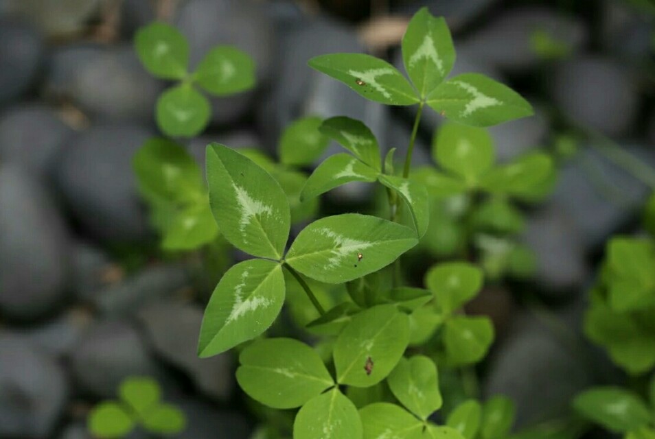 植物图鉴素材图,植物图鉴紫罗兰
