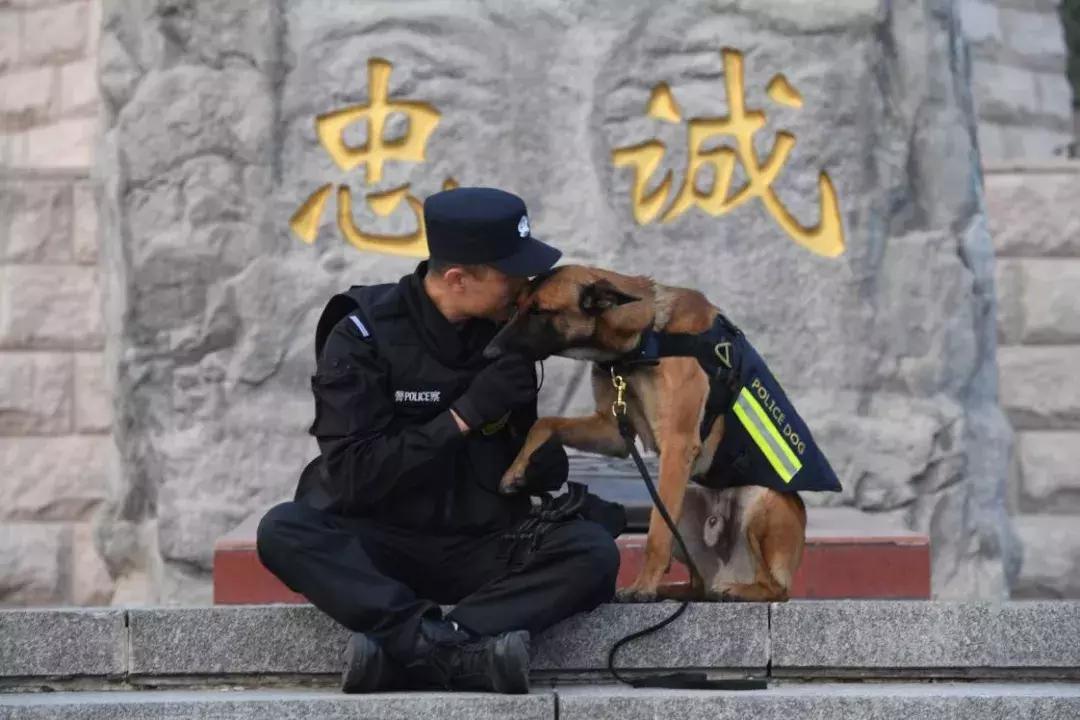 盘点那些壮烈牺牲的警犬 (警犬都有一段撼人心魄的故事)