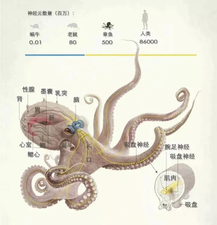 章鱼很有可能是外星留下来的物种,为什么章鱼会当成外星生物呢