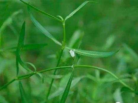 新加坡必吃的糖水甜品,新加坡饮品推荐