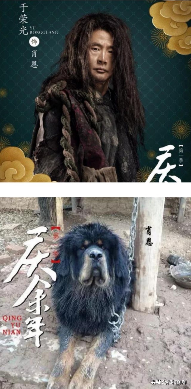 庆余年羊驼搞笑,庆余年动物搞笑图片