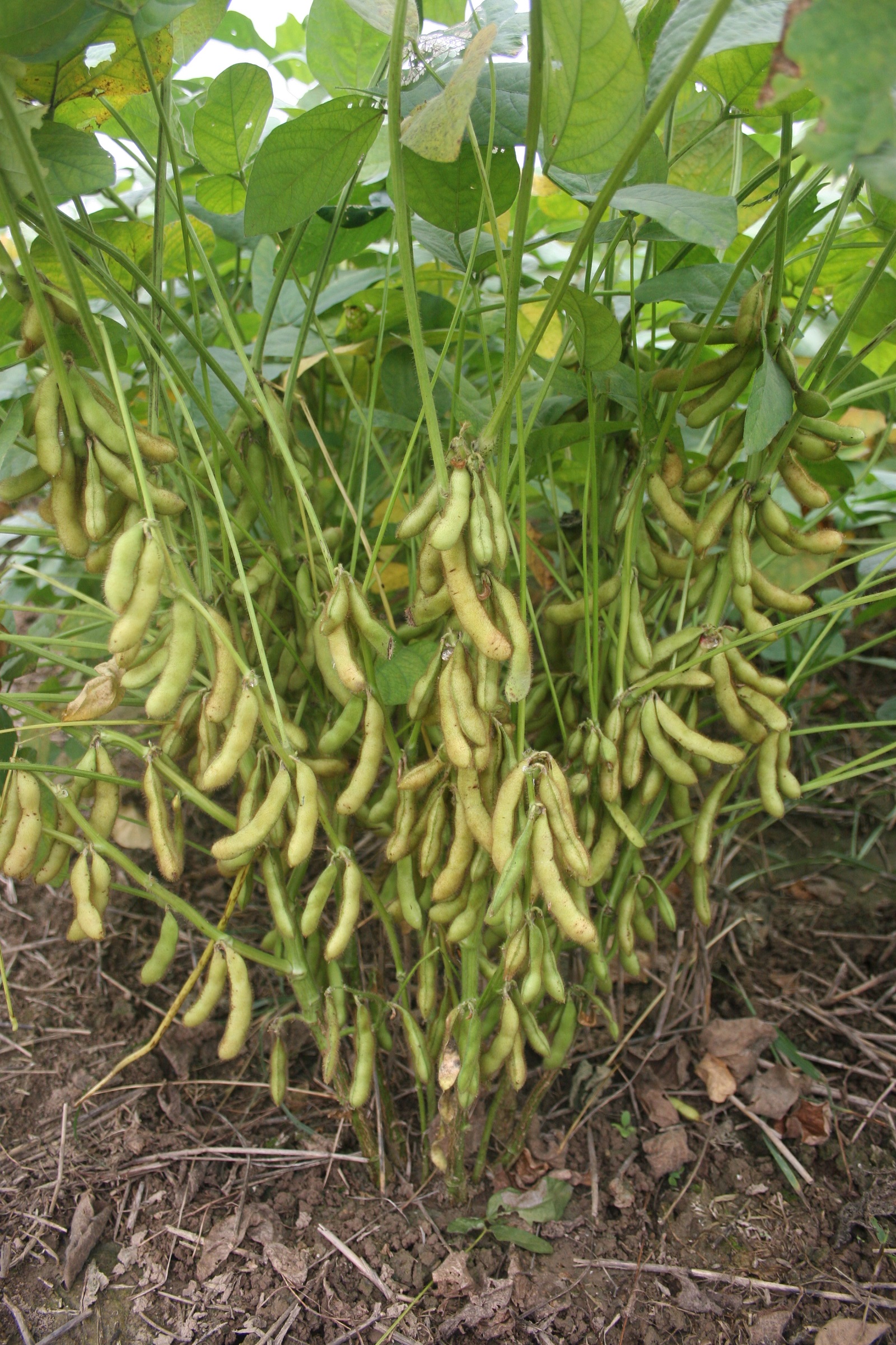 齐黄34大豆的亩产量是多少,齐黄34大豆亩用种量