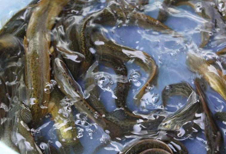 莲藕池里怎样养殖泥鳅鱼,田间泥鳅鱼养殖要具备哪些条件