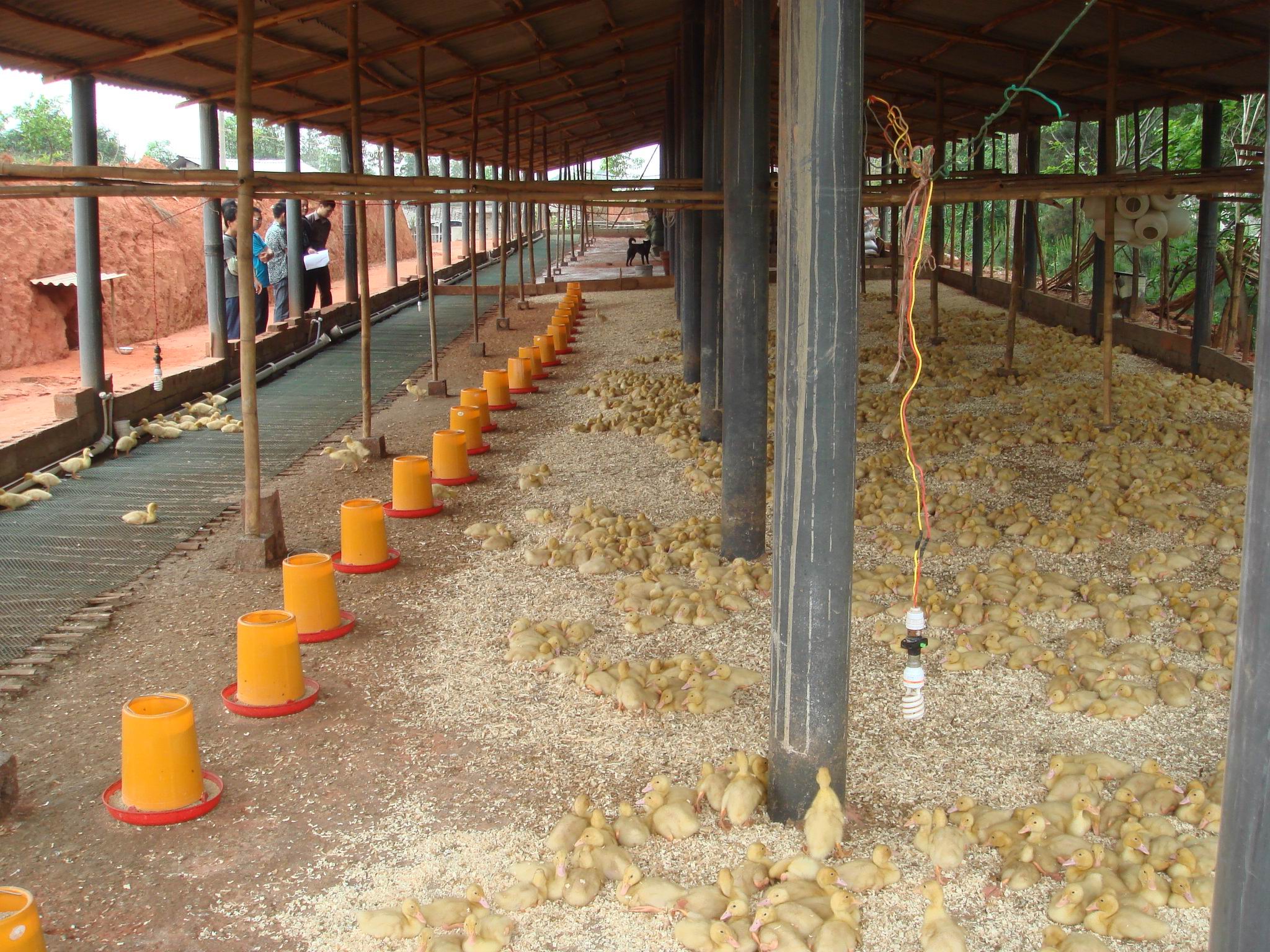 广西南宁：肉鸭旱养发展势头强劲