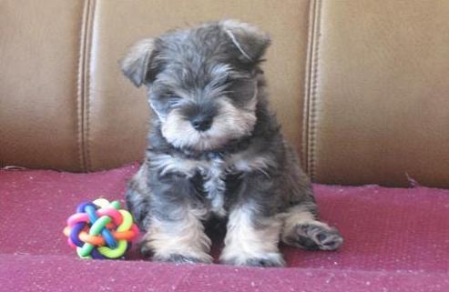 三个月雪纳瑞吃了水果拉稀怎么办,雪纳瑞拉稀像泥浆很臭怎么回事