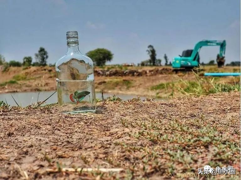 泰国斗鱼和中国斗鱼的杂交品种,中国斗鱼与泰国斗鱼哪个更厉害