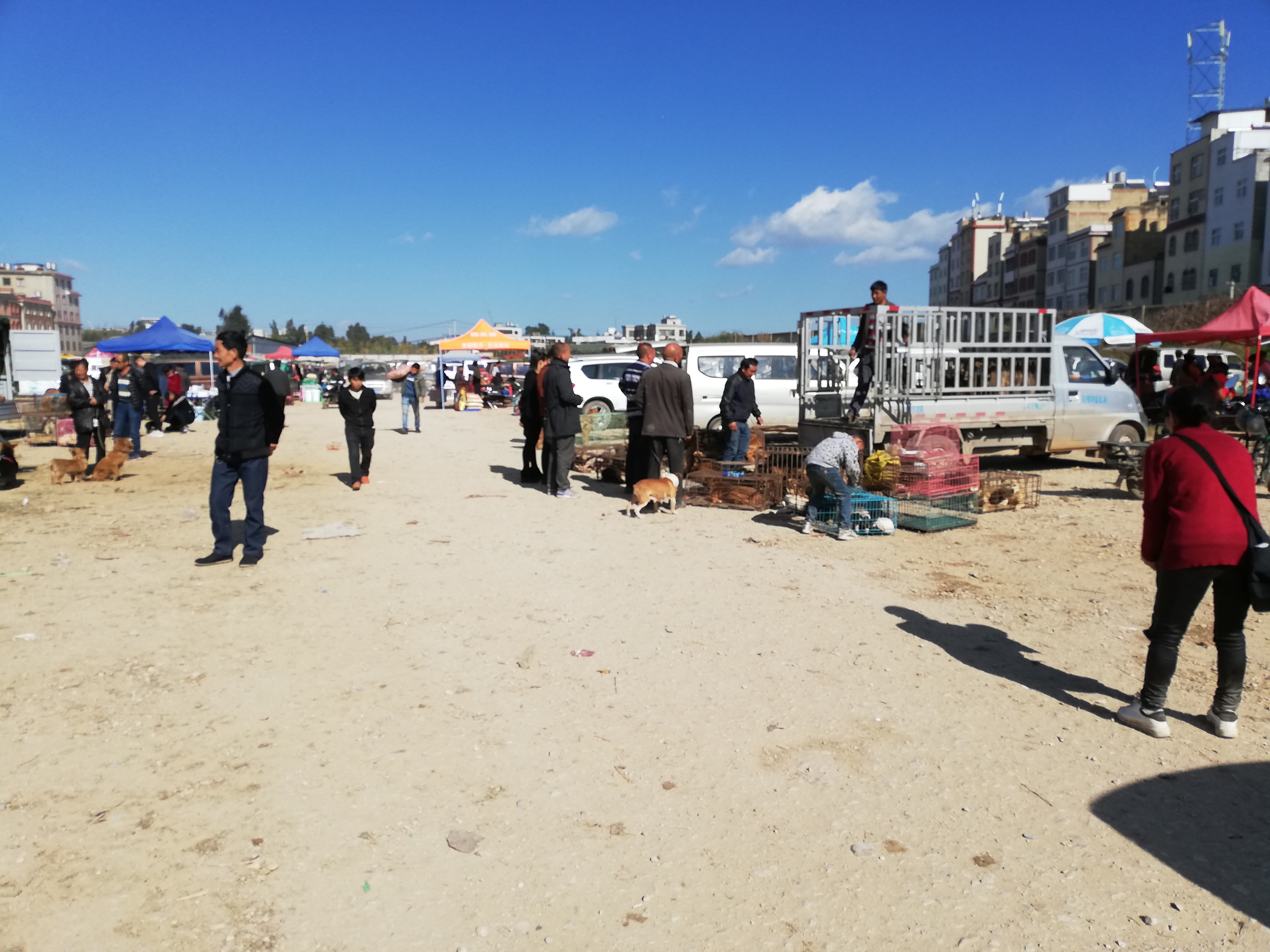 在狗市，成年犬区域人流量稀少且没人购买的原因，你知道吗？