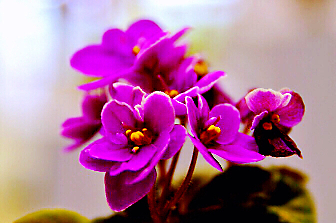 紫罗兰花卉大全,紫罗兰花卉盆栽图片