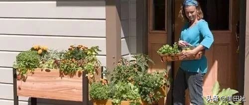 怎样在纸上种菜,纸上种菜的技术很简单