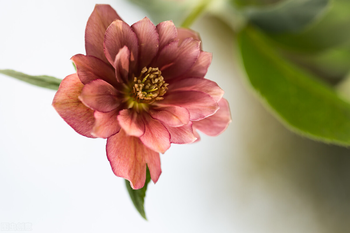 1月至12月生日花的花语,什么花语是祝福生日快乐的花