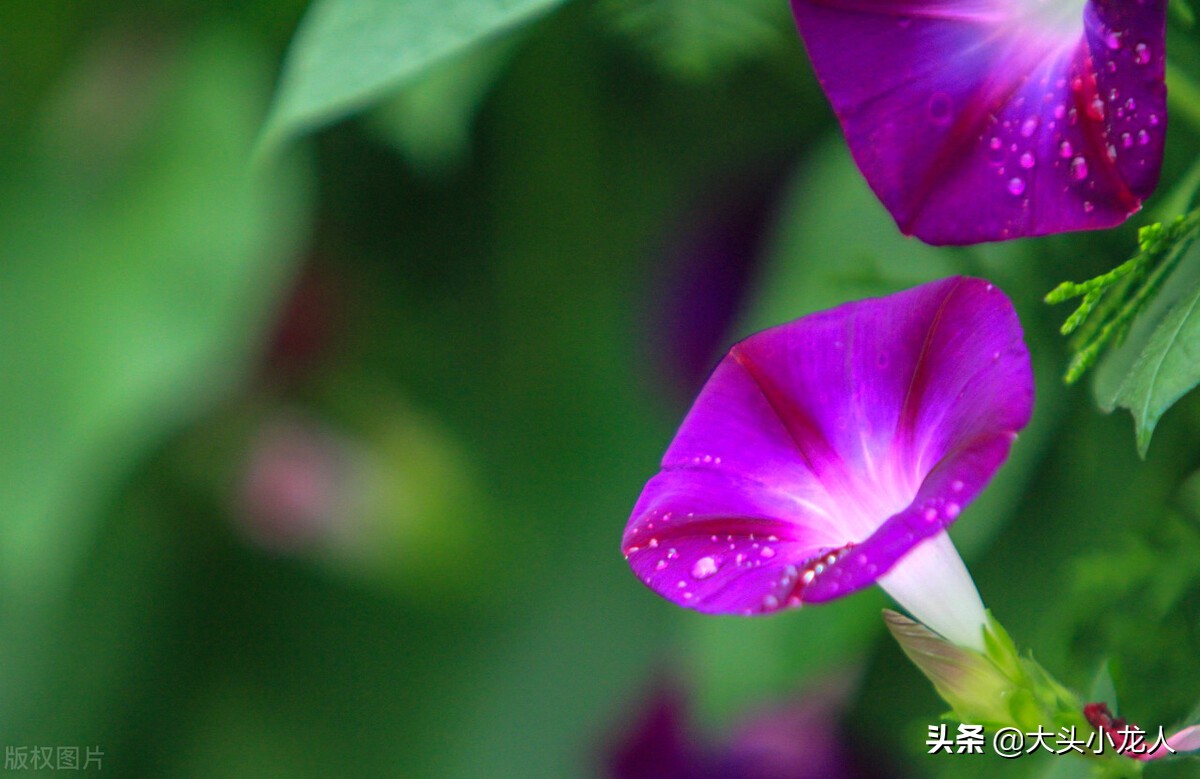 投我以木桃报之以琼瑶书法,诗经投我以木桃报之以琼瑶图片