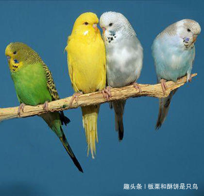 牡丹鹦鹉到底有多少种,可以饲养的牡丹鹦鹉有什么品种