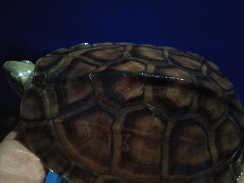 新手养龟怎么防止老龟死,养龟怎么避免龟生病死亡