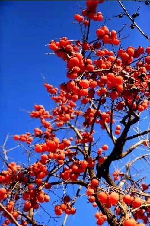 徐映珉||疏影映窗情思涌——品读刘光斌老师散文《好大一棵树》