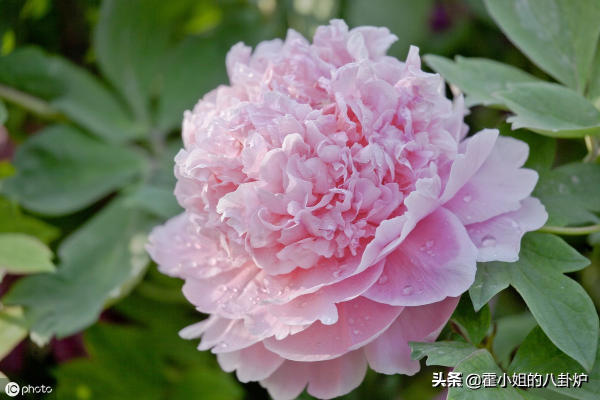 长安十二时辰杨贵妃在哪,长安十二时辰里的杨贵妃什么样子