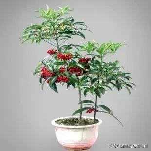 适合家里招财养的植物,家里能招财又好养的植物