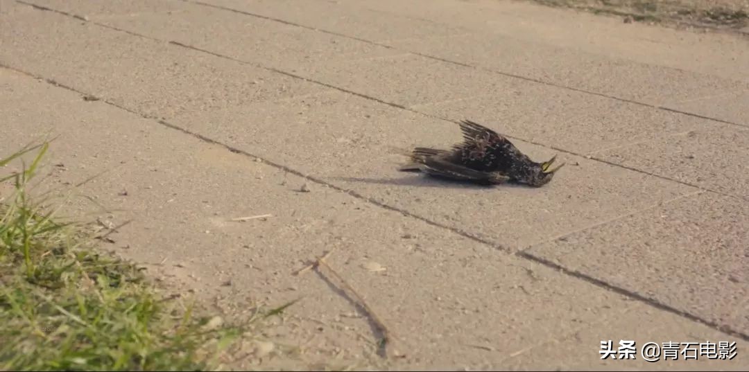 hbo即将上映的新剧,hbo新剧最后一集拿下了9.5的高分