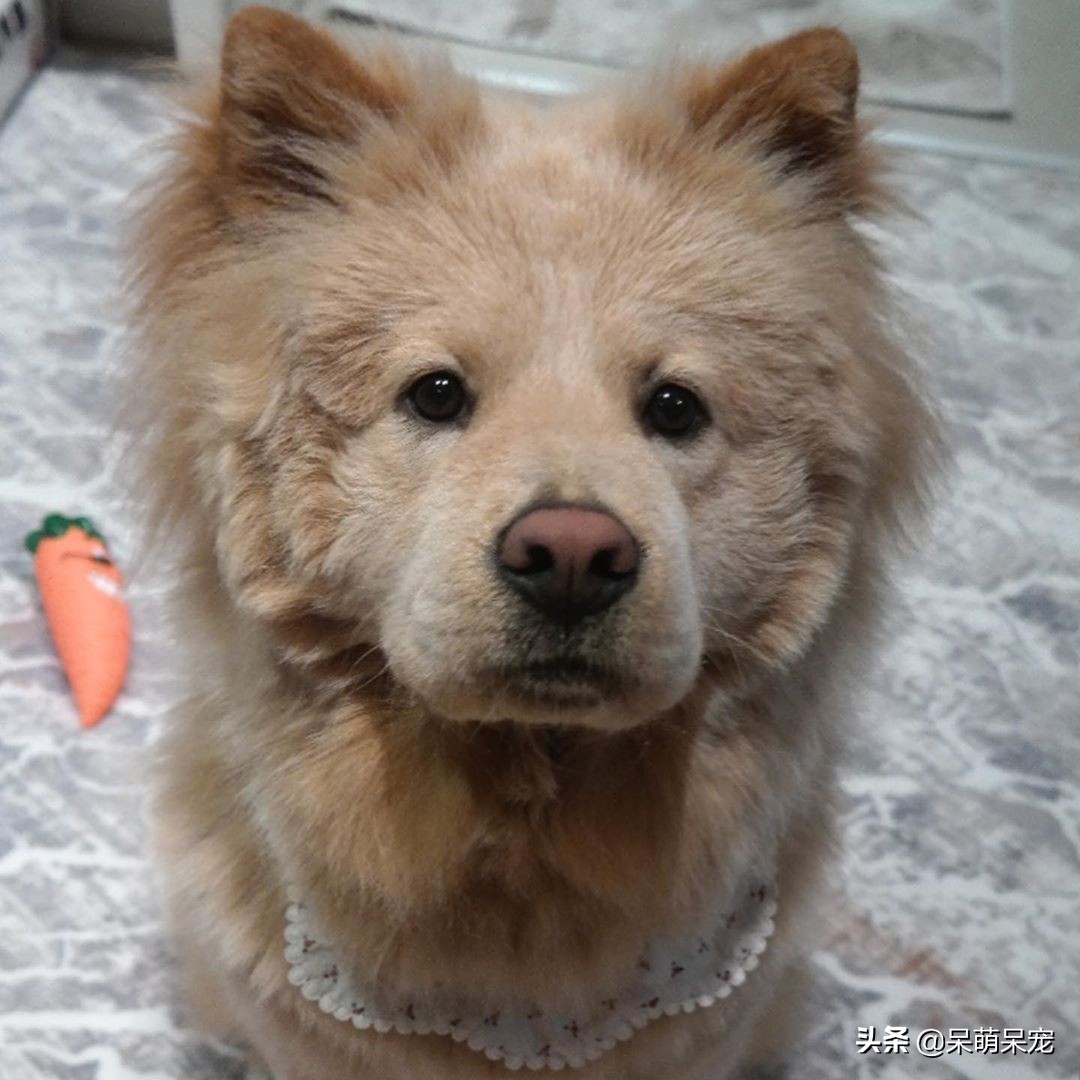 72种名犬最好养的宠物狗排名,什么狗最温顺不咬人又可爱小型犬