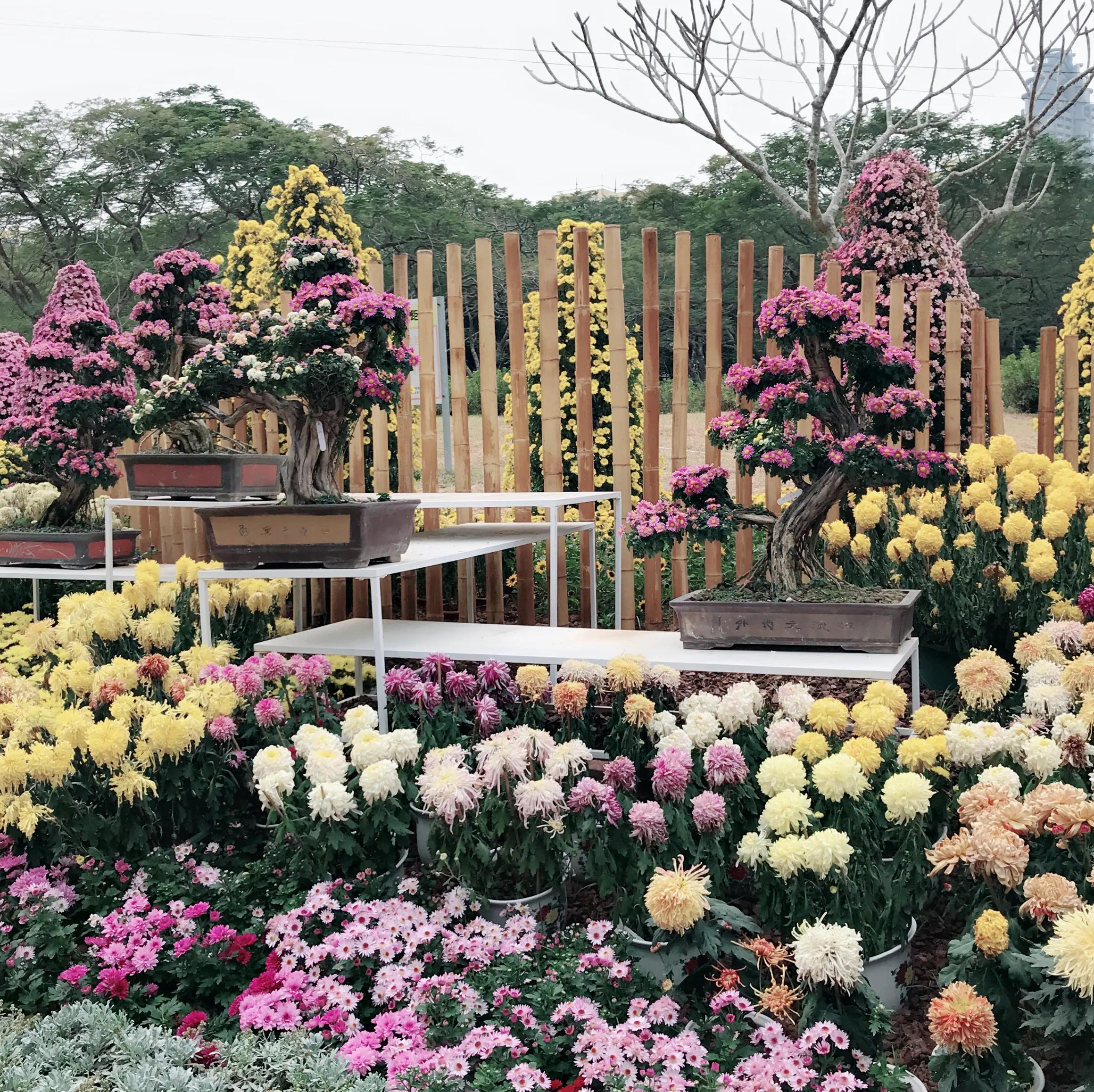 閬涘▋濂藉幓澶勮強鑺卞睍,娣卞湷閬涘▋鐪嬪睍