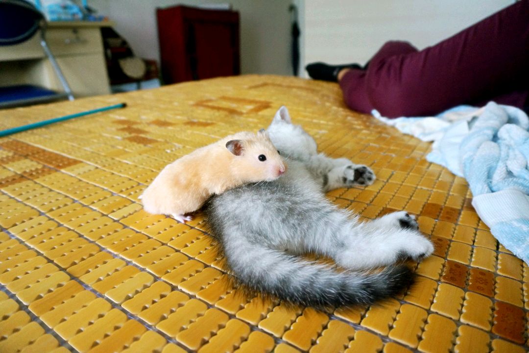 猫咪起名的三点技巧，主人正确取名更有利于爱猫与自己的情感交流