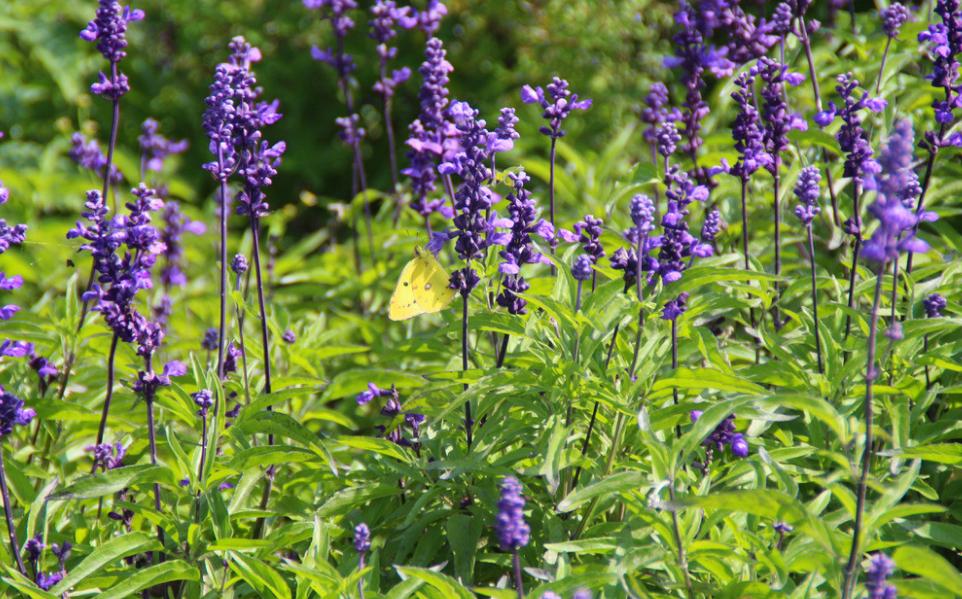 海拔1800米适合树林种植什么药材,种植药材的方法和技术