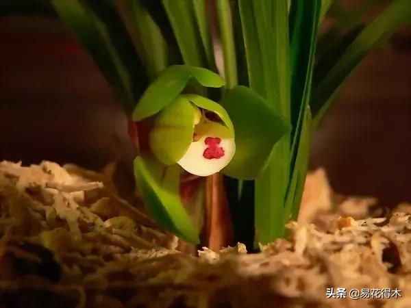 春兰荷瓣几大名品,春兰环球荷鼎和大富贵的区别