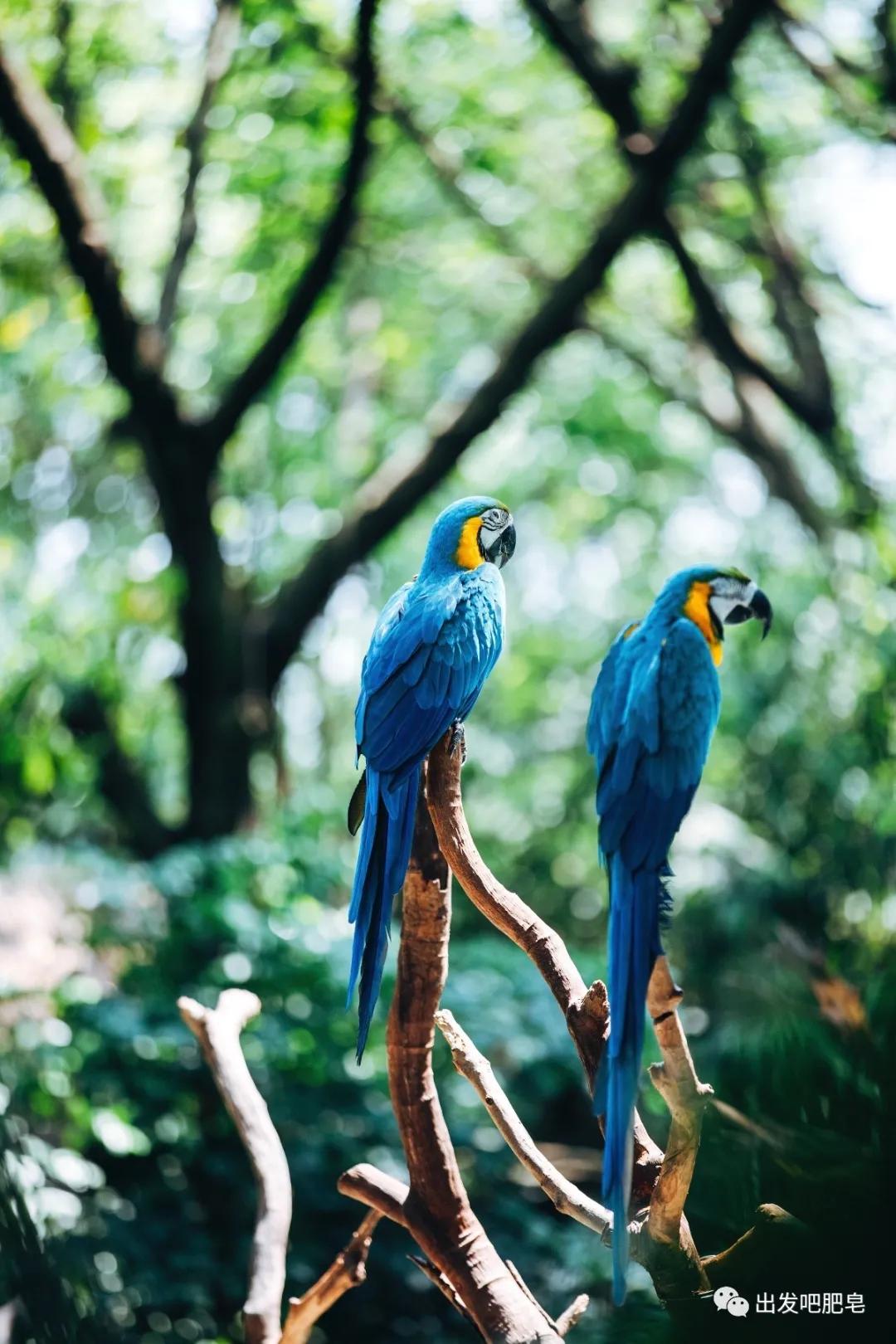 长隆飞鸟乐园长隆熊猫酒店怎么选,周一长隆野生动物园游玩攻略