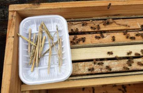 蜜蜂的饲喂技术,蜜蜂养殖加入什么能使蜜蜂活力大