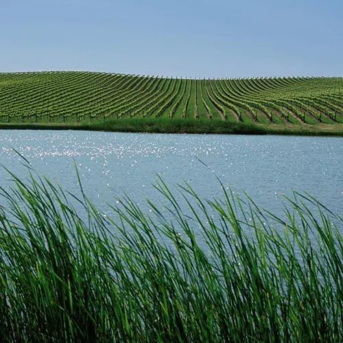 唯一和勃艮第抗衡的黑皮诺,勃艮第黑皮诺2020