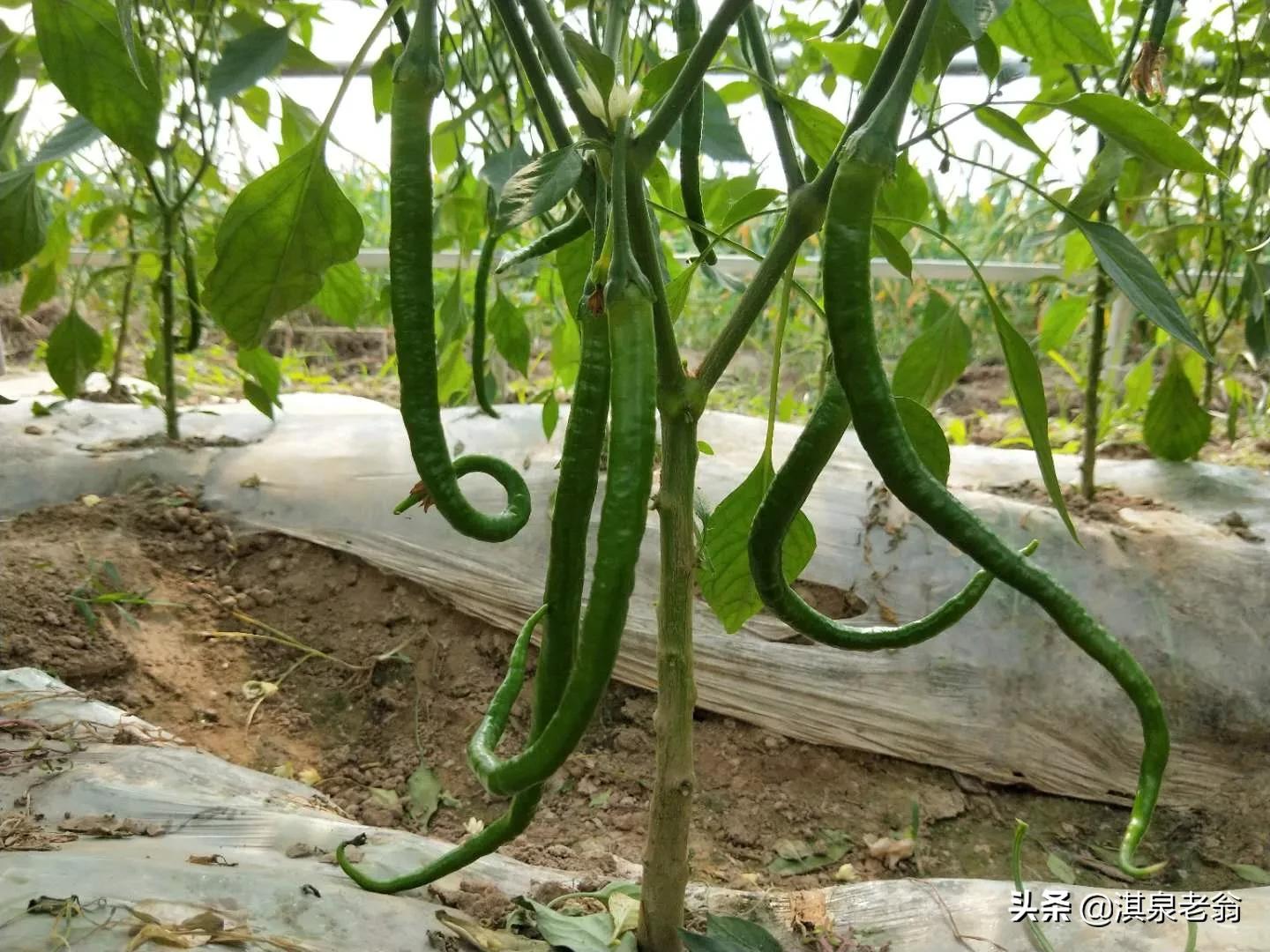怎么解决辣椒弯曲,辣椒长弯了怎么处理