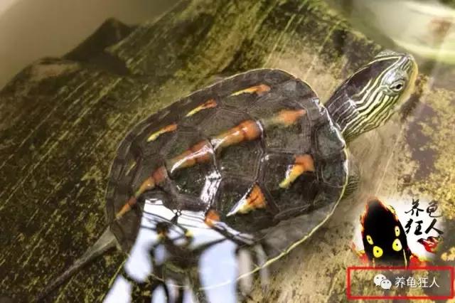 南石龟草龟花龟哪个体型大,草龟花龟珍珠龟哪个更好养