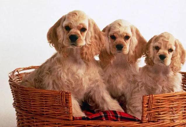 45种狗狗,45种狗类