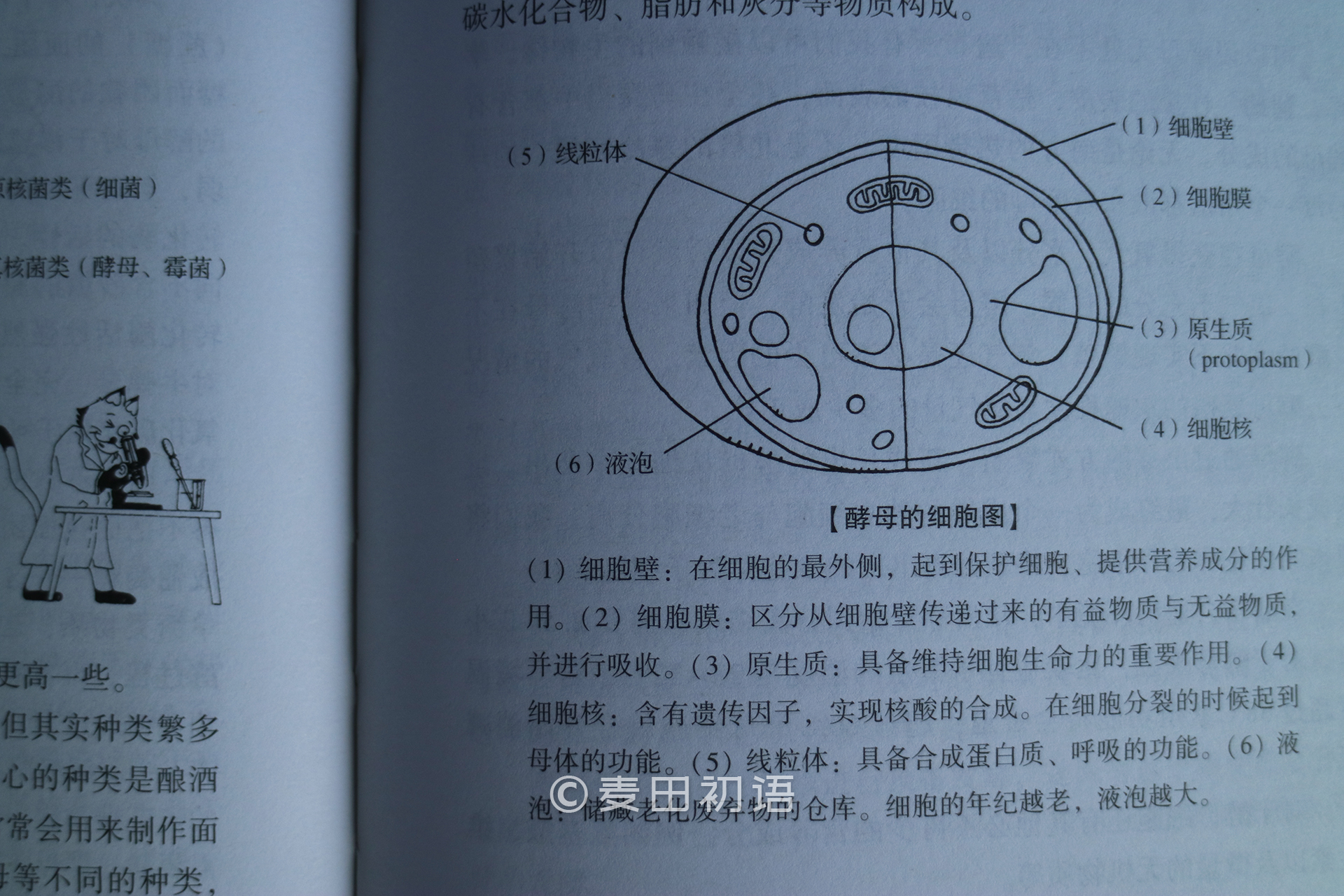 新手刚学烘焙做哪几种好,零基础学烘焙书推荐