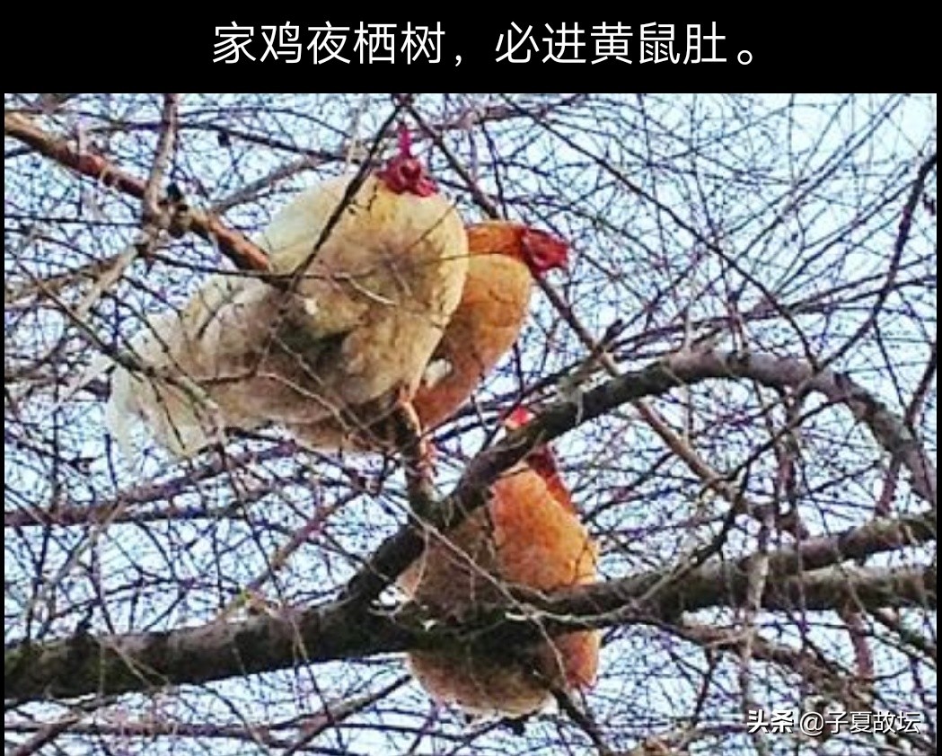「中孚卦」上九爻辞“翰音登于天，贞凶”破解