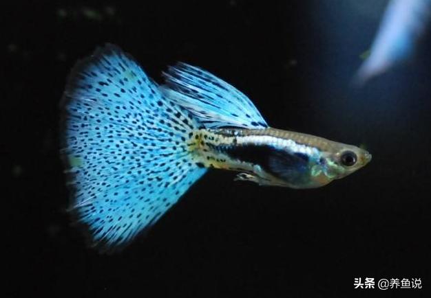 孔雀鱼鱼缸里养什么好,鱼缸里的孔雀鱼怎么养的好
