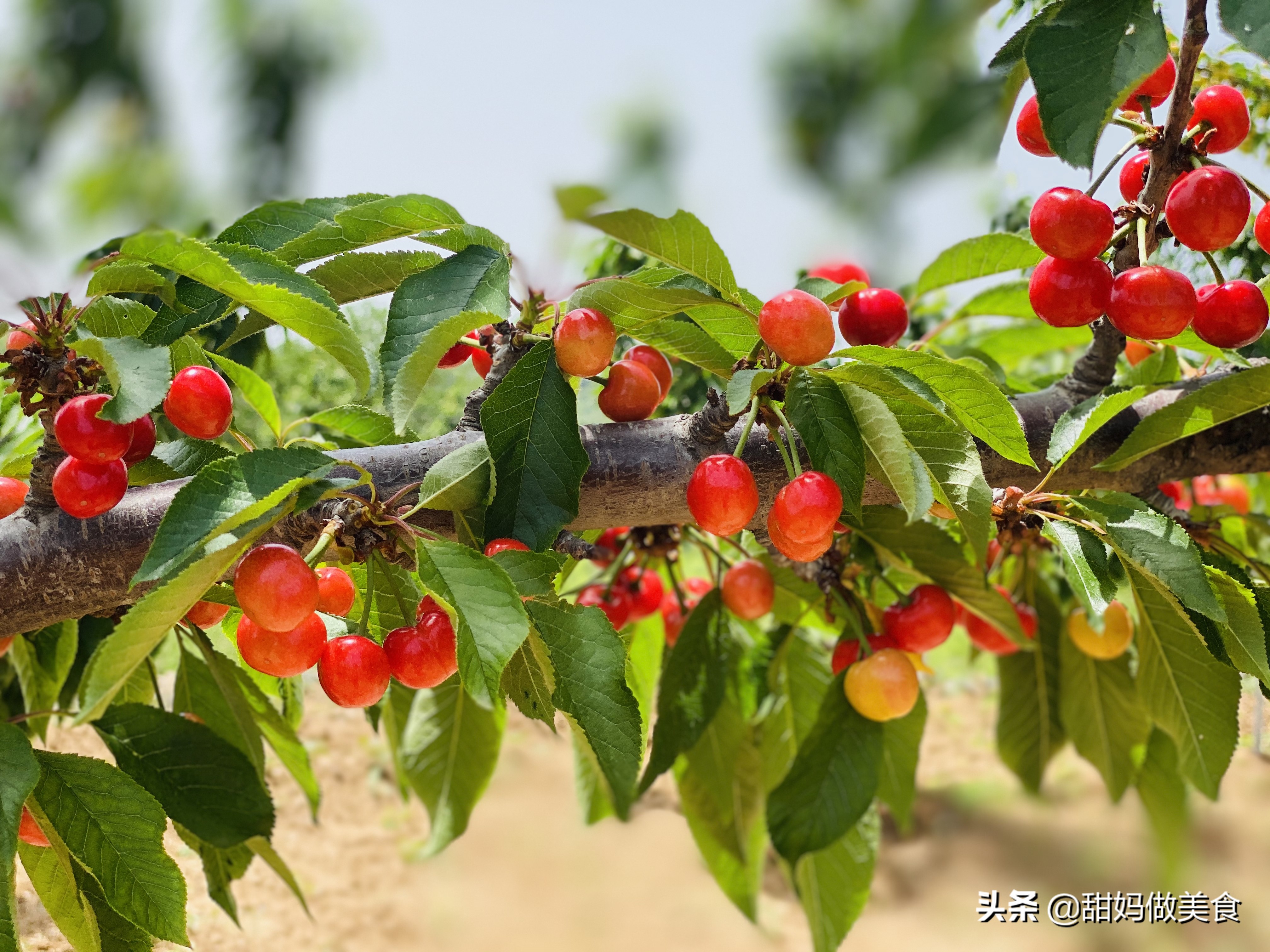 5月采摘季可别忘了它，铁含量是苹果的20倍，营养不比车厘子差