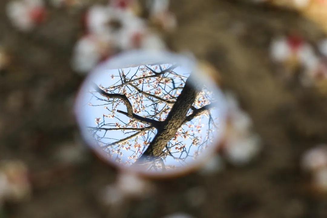 北京人少景美赏秋的公园,北京赏秋中山公园